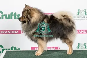 2018 Best of Breed German Spitz (Mittel)