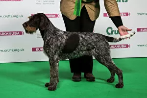 Editor's Picks: 2018 Best of Breed GERMAN WIREHAIRED POINTER