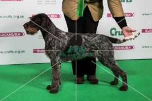 Crufts 2018