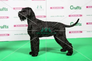 2018 Best of Breed Giant Schnauzer