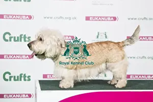2018 Best of Breed Glen of Imaal Terrier