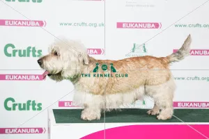 2018 Best of Breed Glen of Imaal Terrier