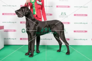 Prints of 2018 Best of Breed Great Dane