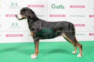 2018 Best of Breed Great Swiss Mountain Dog