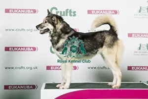 2018 Best of Breed Greenland