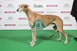 2018 Best of Breed Greyhound