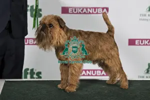 Conformation Prints: 2018 Best of Breed Griffon Bruxellois