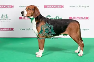 2018 Best of Breed Hamiltonstovare