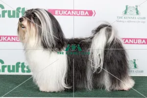 2018 Best of Breed Havanese 2018 Best of Breed Havanese