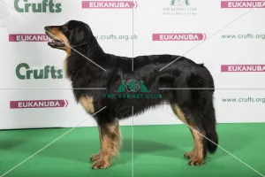 2018 Best of Breed Hovawart