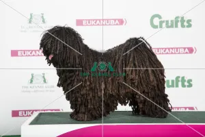 2018 Best of Breed Hungarian Puli