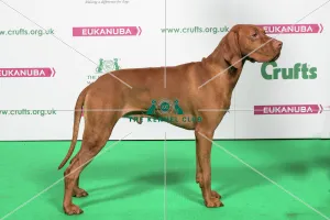 2018 Best of Breed HUNGARIAN VIZSLA