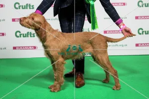 Hungarian Wirehaired Vizsla