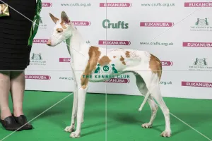 2018 Best of Breed Ibizan Hound