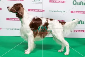 2018 Best of Breed IRISH RED & WHITE SETTER