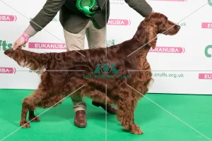 2018 Best of Breed IRISH SETTER
