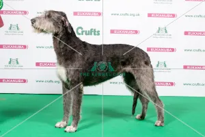 2018 Best of Breed Irish Wolfhound