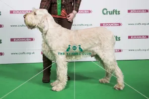 2018 Best of Breed ITALIAN SPINONE