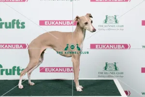 2018 Best of Breed Itallian Greyhound