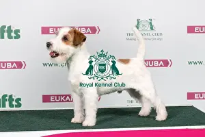 2018 Best of Breed Jack Russle Terrier