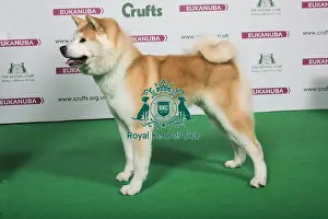 2018 Best of Breed Japanese Akita Inu
