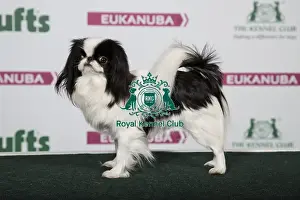 2018 Best of Breed Japanese Chin