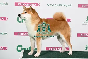 2018 Best of Breed Japanese Shiba Inu