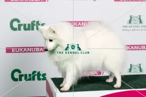 2018 Best of Breed Japanese Spitz