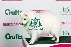 2018 Best of Breed Japanese Spitz