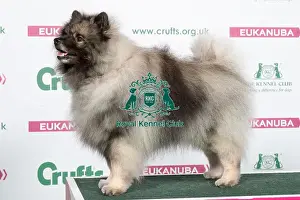 2018 Best of Breed Keeshound