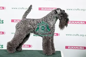 2018 Best of Breed Kerry Blue Terrier