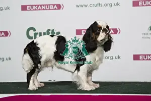 2018 Best of Breed King Charles Spaniel