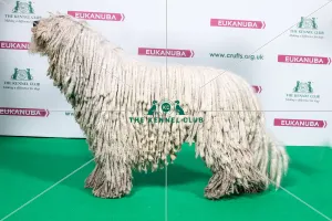 2018 Best of Breed KOMONDOR