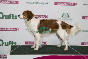 2018 Best of Breed Kooikrehoundje