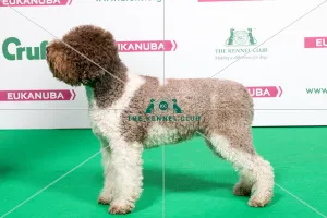 2018 Best of Breed LAGOTTO ROMAGNOLO