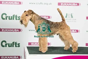 2018 Best of Breed Lakeland Terrier