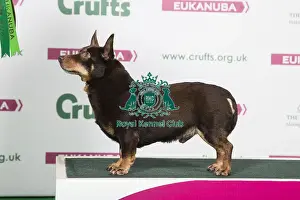 2018 Best of Breed Lancashire Heeler