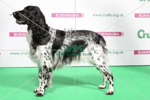 2018 Best of Breed LARGE MUNSTERLANDER