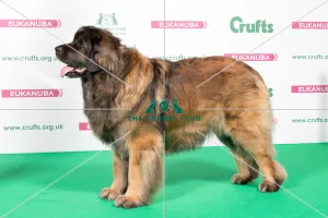 LEONBERGER Best of Breed