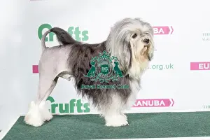2018 Best of Breed Lowchen