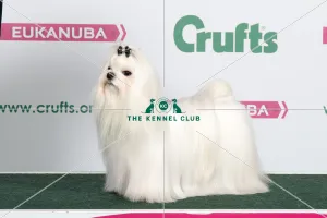 2018 Best of Breed Maltese