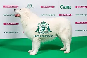 2018 Best of Breed Maremma Sheepdog
