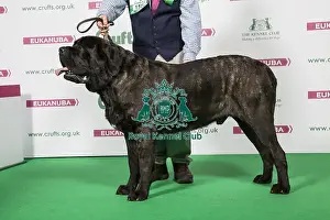 2018 Best of Breed Mastiff