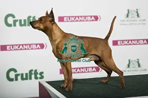 2018 Best of Breed Miniature Pinscher