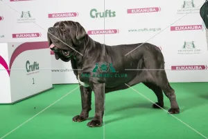 2018 Best of Breed Neapolitan Mastiff