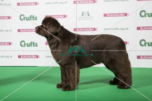 2018 Best of Breed Newfoundland