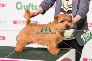 2018 Best of Breed Norfolk Terrier