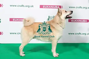 2018 Best of Breed NORWEGIAN BUHUND