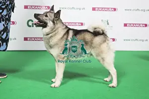 2018 Best of Breed Norwegian Elkhound