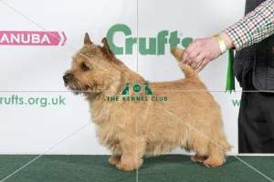 2018 Best of Breed Norwich Terrier